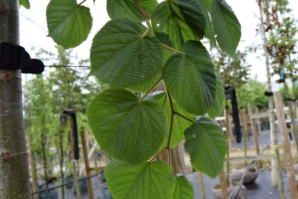Tilia platyphyllos  20-25 SM